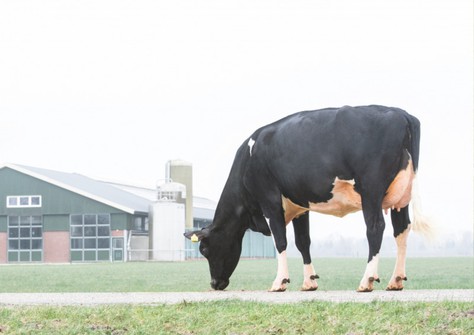 Willem’s-Hoeve Rita 2438 EX-90