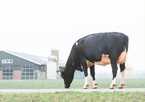 Willem’s-Hoeve Rita 2438 VG-88