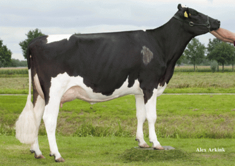 Willem's Hoeve Rita 331 VG-89