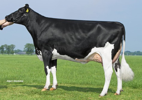 Willsbro K&L Nugget Aderyn RDC VG-87