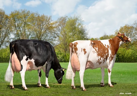 Willsbro K&L Nugget Aderyn RDC & Visstein K&L SV Aderina Red VG-89