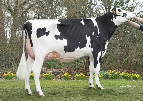 Wilskracht Warsi 1624 PP RDC VG-87