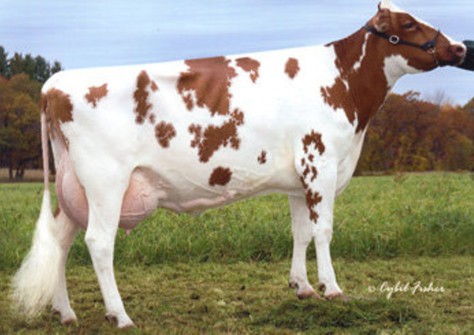 Wilstar Mar Allstar-Red EX-90