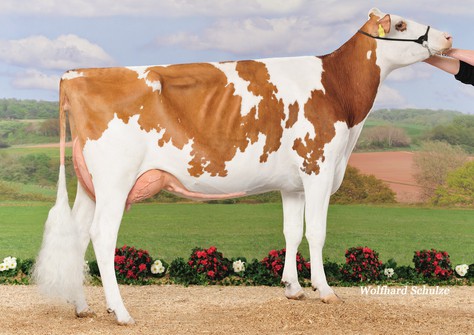 Wilstar RB Anna-Red EX-90