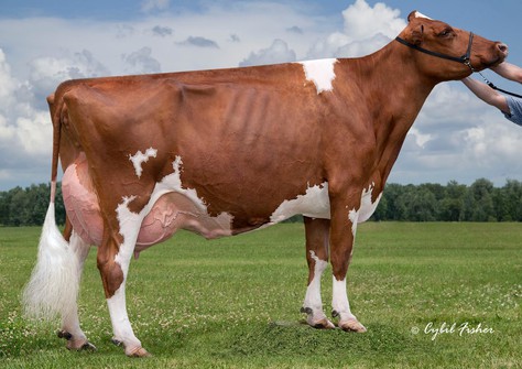 Wilstar-RS Tlt Limited-Red EX-94