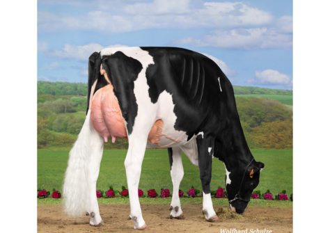 Wilt Elaya VG-87