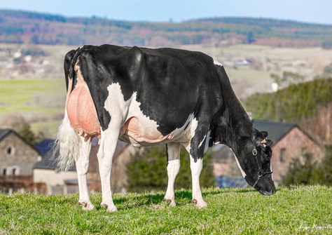 WILT Elviane, High Octane x Elwyn EX-93