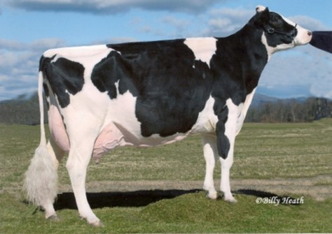 Windsor-Manor Rud Zip EX-95