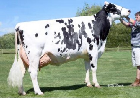 Windsor-Minor Ze Shiloh EX-91