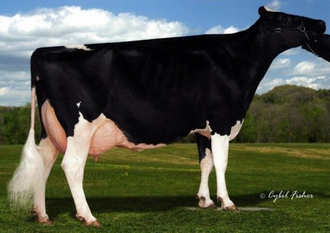 Windy-Knoll-View Pammy EX-95