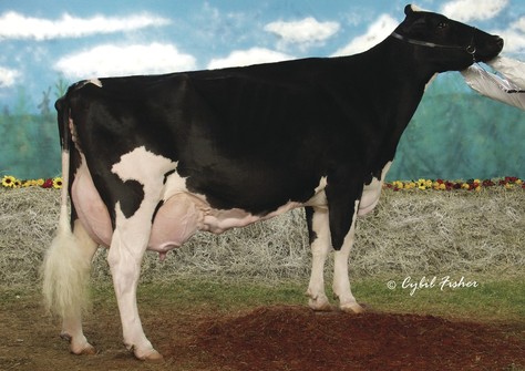 Windy-Knoll-View Promis EX-95