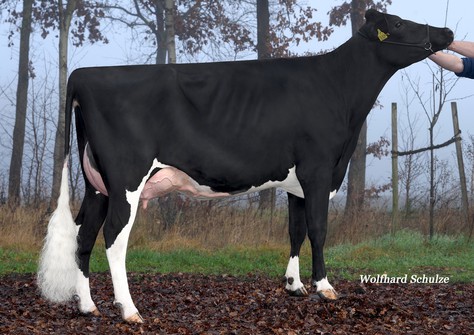 WKM Ladyliz MR VG-85