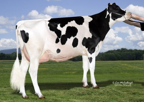 Woodcrest Mogul Pretty VG-87