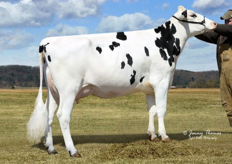 Woodcrest Osmond Porsha VG-86