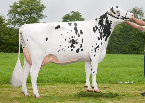 WWS Penny P RDC VG-89