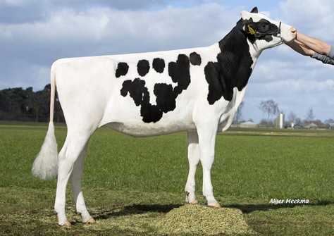 Zandenburg Boss Ebony 2 VG-88