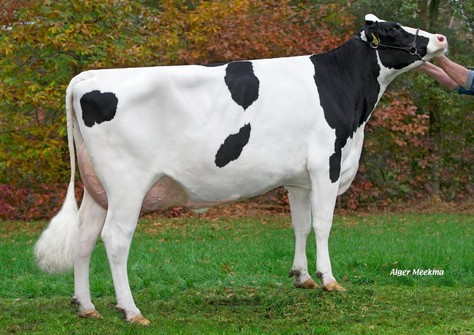 Zandenburg Danno Ebony 2 VG-86