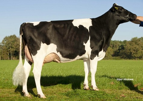 Zandenburg Dorcy Fabiola VG-87 Zandenburg Dorcy Fabiola VG-87