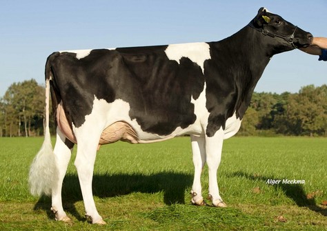 Zandenburg Dorcy Fabiola VG-87