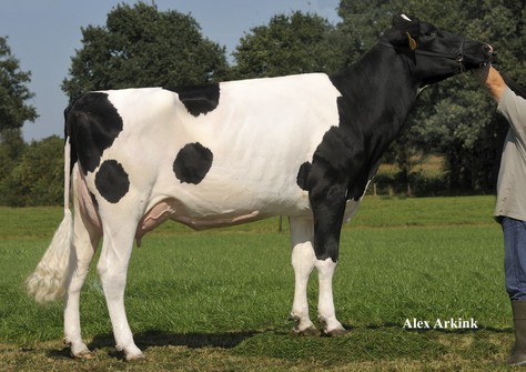 Zandenburg Goldwyn Ebony VG-86