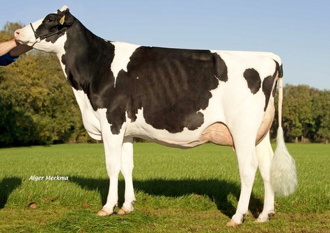 Zandenburg Iota Ebony VG-88