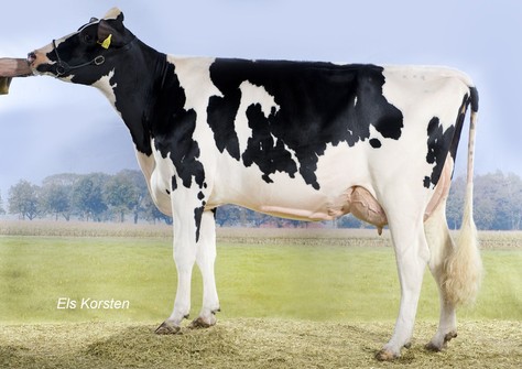 Zandenburg Man O Man Wanja VG-87