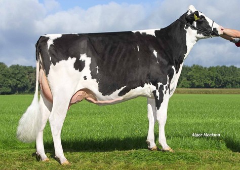 Zandenburg Meridian Camilla VG-89