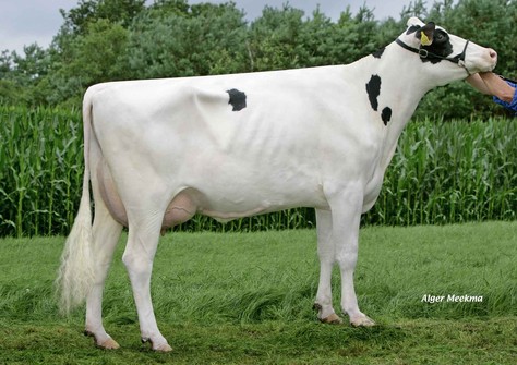 Zandenburg Planet Ebony VG-86