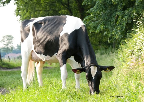 Zandenburg Planet Ebony 3 VG-87