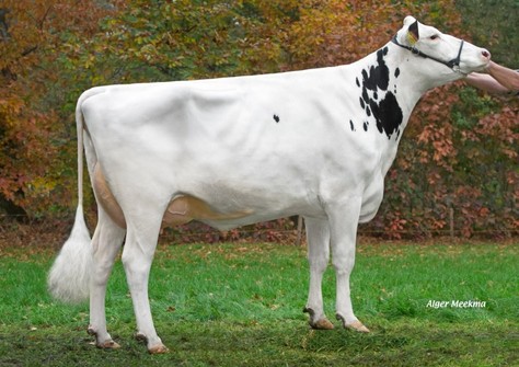 Zandenburg Rocky Ebony 2 VG-87