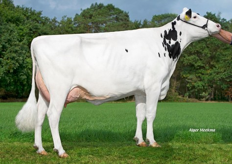 Zandenburg Rocky Ebony 2 VG-88