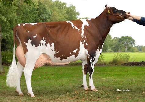 Zandenburg Rubels Ebony Red EX-90