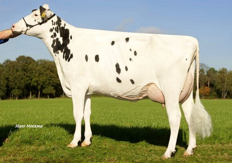 Zandenburg Snowman Camilla VG-89