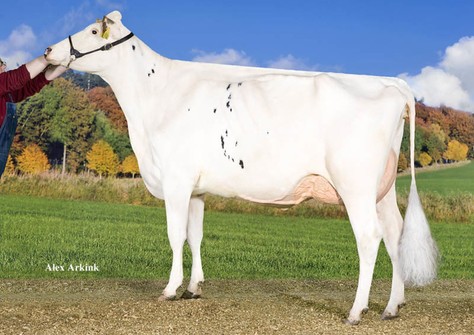 Zandenburg Snowman Camilla VG-88