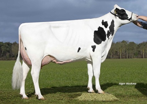 Zandenburg Snow Ebony RF VG-87