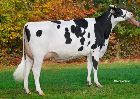 Zandenburg Sundance Ebony VG-87