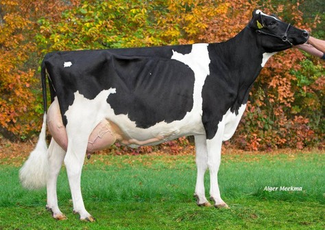 Zandenburg Super Camilla 1 VG-86