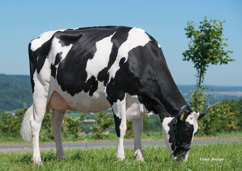 Zandenburg Supersire Camilla VG-85