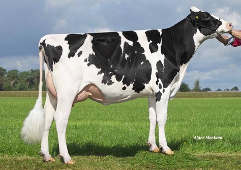 Zandenburg Uno Ebony VG-86