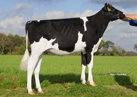 Zandenburg Uno Hispanja VG-88