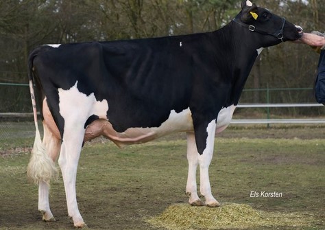 Zandenburg Zelgadis Wanja 1 VG-88