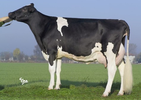 Zani Adam Jennifer VG-88 Zani Adam Jennifer VG-88