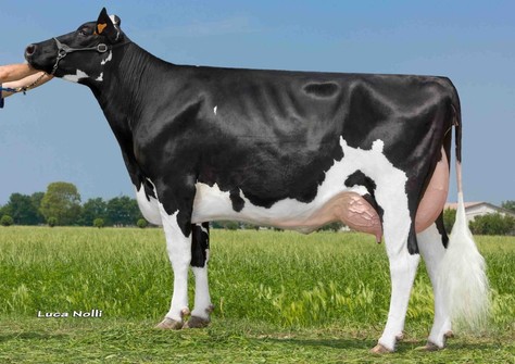 Zani Supersire Orietta VG-87 Zani Supersire Orietta VG-87