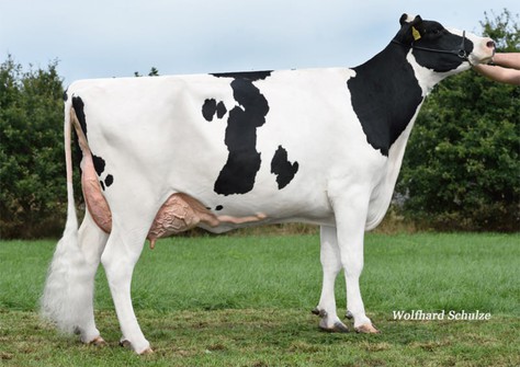 ZB Supersire Mata VG-88