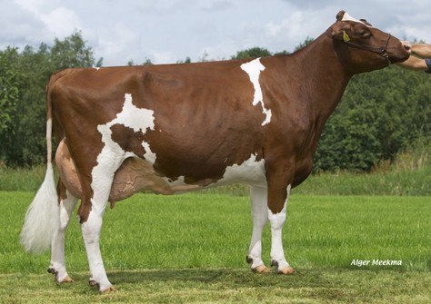 Zeedieker Buckh SRose 1-Red VG-88