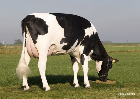 Zeedieker Canalumette RDC VG-86