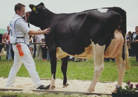Zeedieker Fever Canalumet VG-88