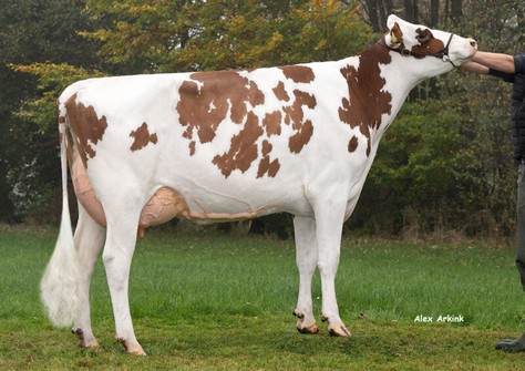 ZFZ Mailand VG-87