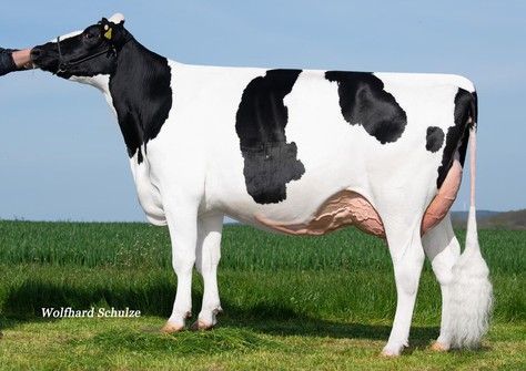 ZHW Destiny VG-85 ZHW Destiny VG-85