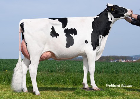 ZHW DG Jezebel VG-86